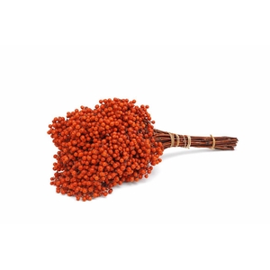 Schinus M Pt Tangerine Bunch