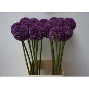 ALLIUM AMBASSADOR