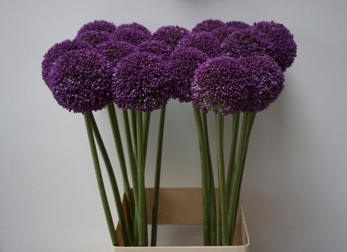 <h4>ALLIUM AMBASSADOR</h4>