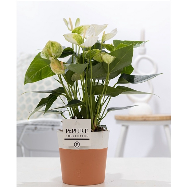 <h4>Anthurium white (Elido) in P&PURE Terra Cotta 4 white</h4>