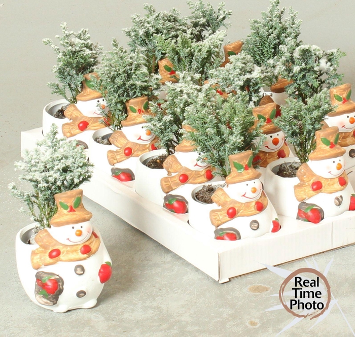 <h4>Cham L Ellwoodii</h4>