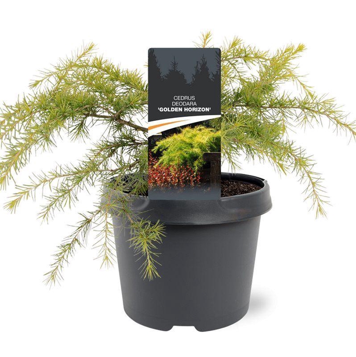 <h4>Cedrus deodara 'Golden Horizon'</h4>