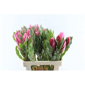 Protea Brenda