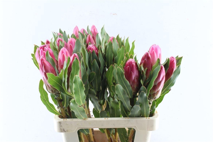 <h4>Protea Brenda</h4>