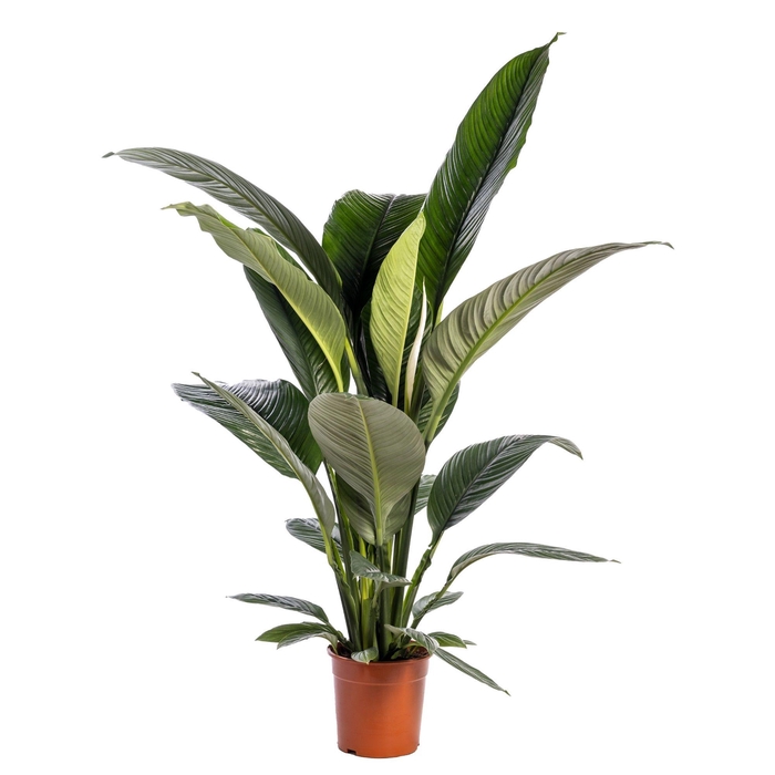 <h4>Spathiphyllum 'Sensation' blanco</h4>