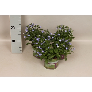 Lobelia Blue Bay
