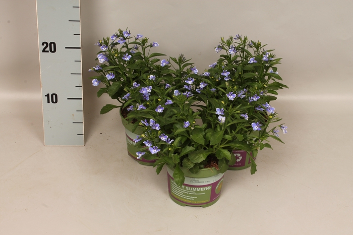 <h4>Lobelia Blue Bay</h4>