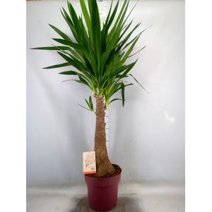 Yucca elephantipes   ...