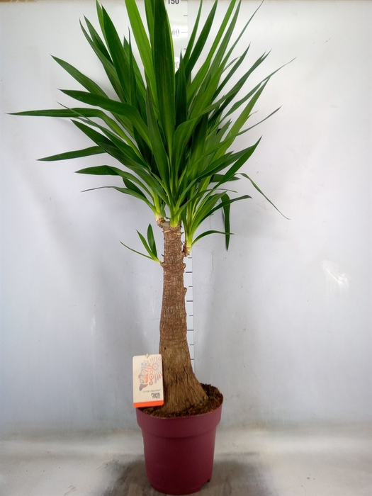 <h4>Yucca elephantipes   ...</h4>