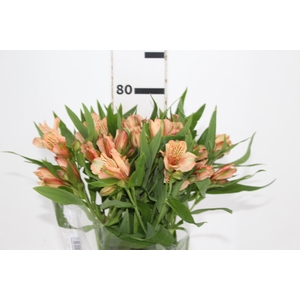 ALSTROEMERIA CANYON 080 CM