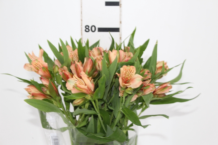 <h4>ALSTROEMERIA CANYON 080 CM</h4>