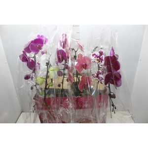 PHALAENOPSIS CASCATA ESPECIAL P15 MIN 11 FLS