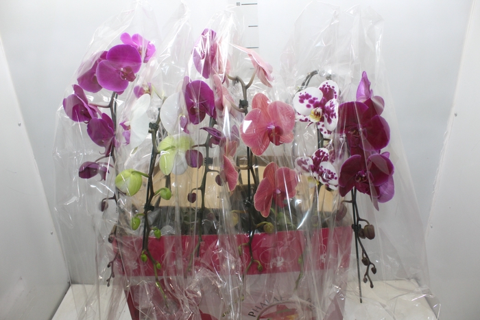 <h4>PHALAENOPSIS CASCATA ESPECIAL P15 MIN 11 FLS</h4>