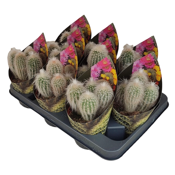 <h4>ESPOSTOA LANATA - POT Ø 10,5 WITH POTCOVER (CACTUS)</h4>