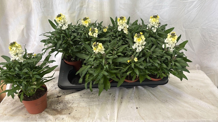 <h4>ERYS LEY LEMON GLOW</h4>