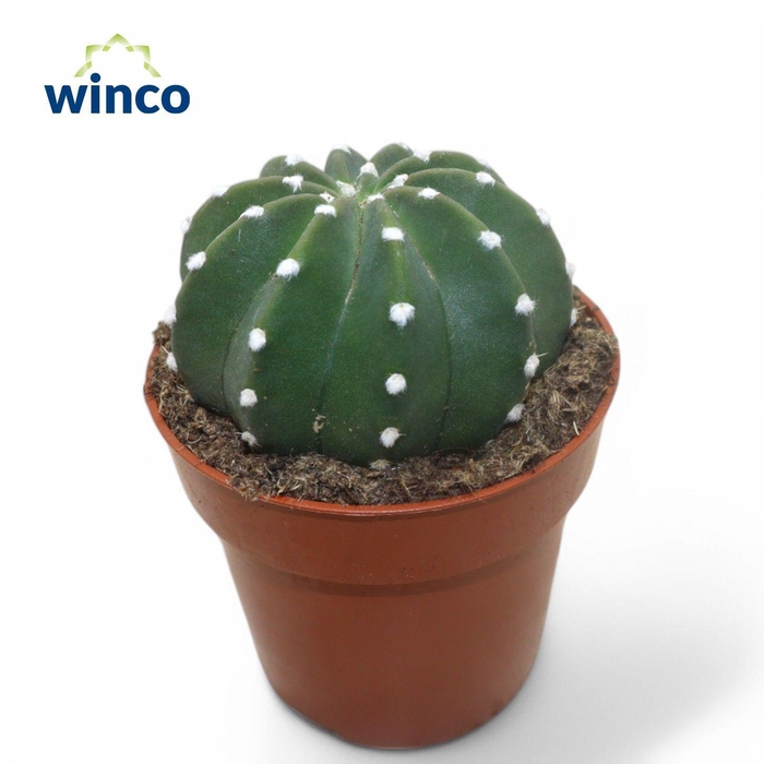 <h4>CACTUS OV</h4>
