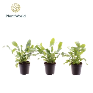 Phlebodium Blue Star