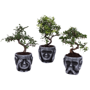 Bonsai Indoor Mix Ø12cm S-Shape in Ceramic pot Ø15cm