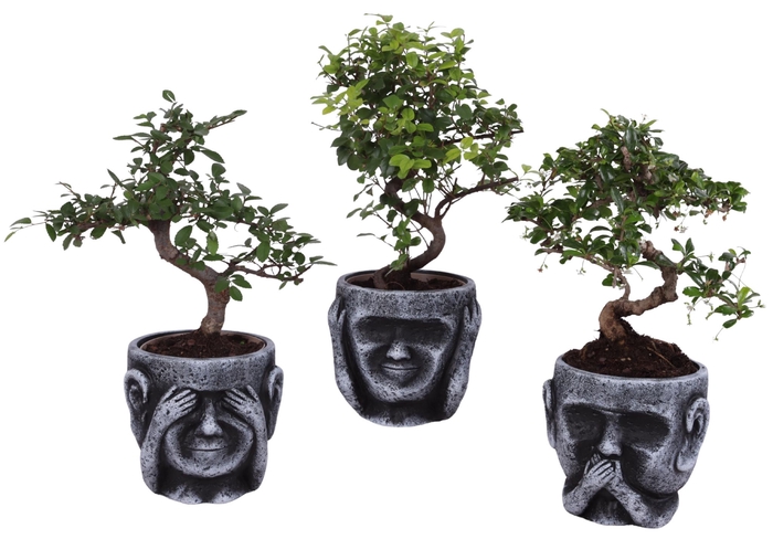 <h4>Bonsai Indoor Mix Ø12cm S-Shape in Ceramic pot Ø15cm</h4>