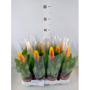 Vriesea  'Delphinus'