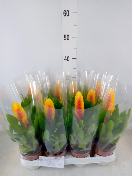 <h4>Vriesea  'Delphinus'</h4>