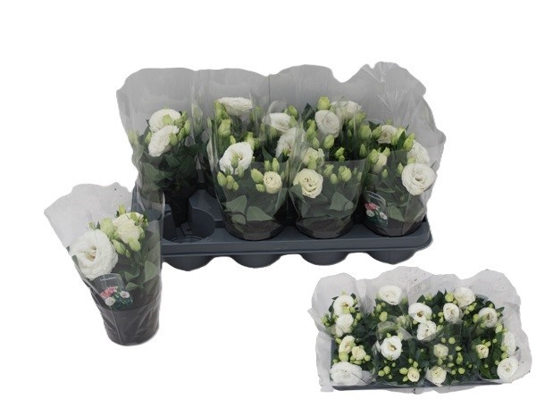 <h4>EUST JULIETTA WHITE</h4>