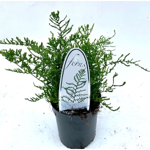 Dryopteris filix-mas Linearis Poly