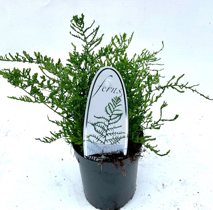 <h4>Dryopteris filix-mas Linearis Poly</h4>