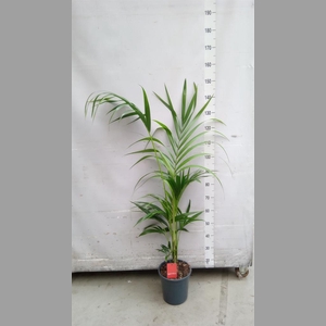 Howea forsteriana