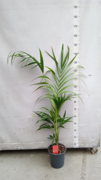 <h4>Howea forsteriana</h4>