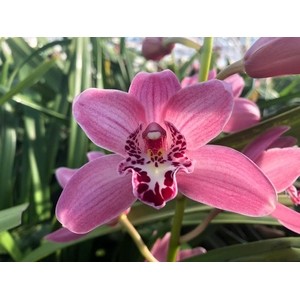 Cymbidium Mini Rinco Claris X10 Leekade