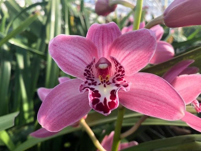 <h4>Cymbidium Mini Rinco Claris X10 Leekade</h4>