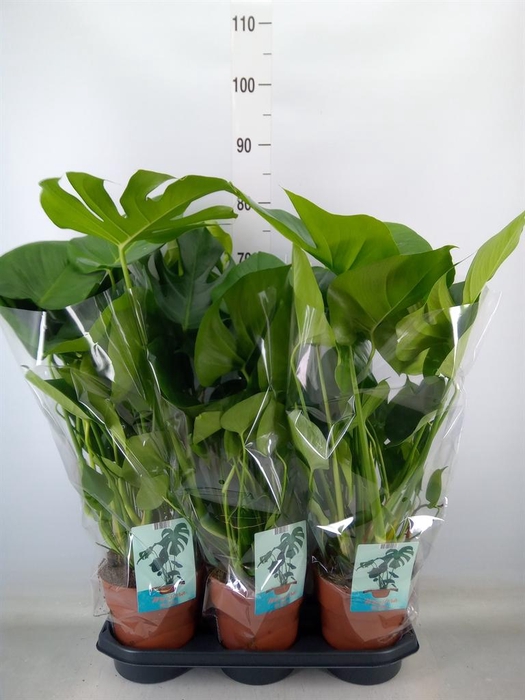 <h4>Monstera delic.</h4>