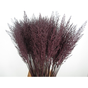 CALAMAGROSTIS BRACHY AUBERGINE