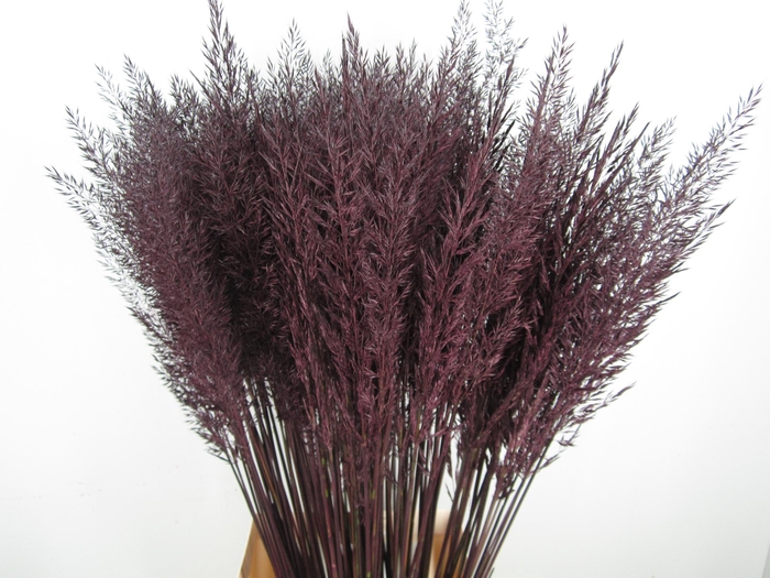 <h4>CALAMAGROSTIS BRACHY AUBERGINE</h4>
