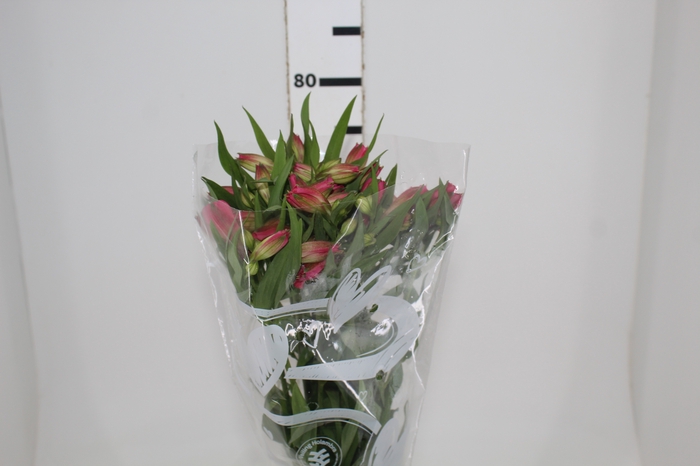 <h4>ALSTROEMERIA ALYNA 080 CM</h4>