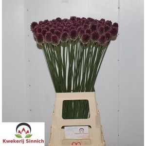 ALLIUM SPHAEROCEPHALON
