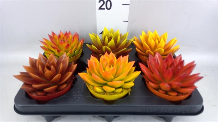 <h4>Echeveria 'Miranda'</h4>