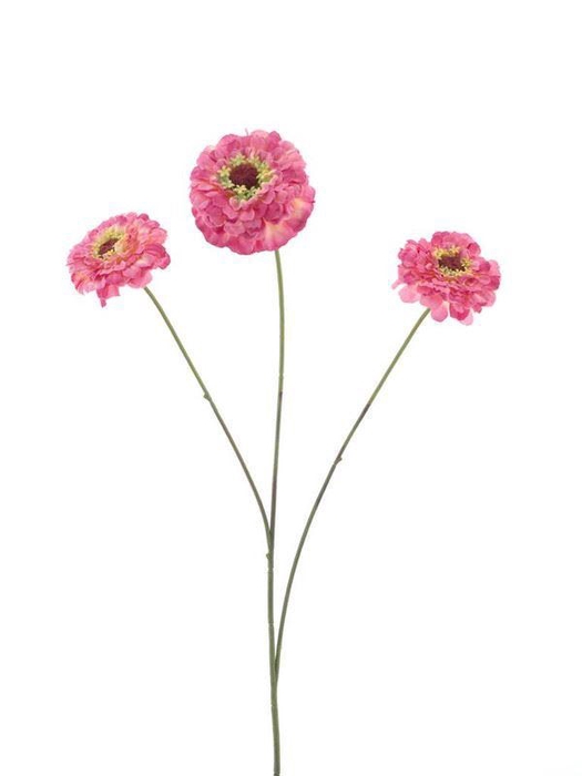 <h4>Zinnia elegans spray old pink 60cm</h4>
