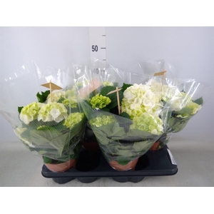 Hydrangea mac. 'Schneeball'