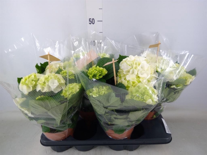 <h4>Hydrangea mac. 'Schneeball'</h4>