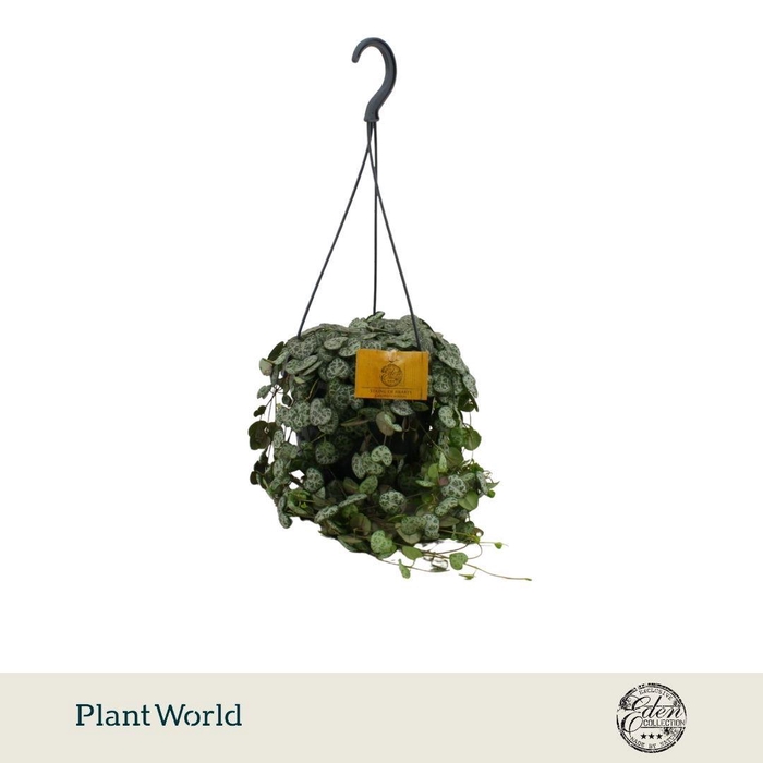 <h4>Ceropegia Woodii Hangpot P15</h4>