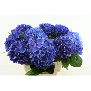Hydr M Fa Anne 60-18