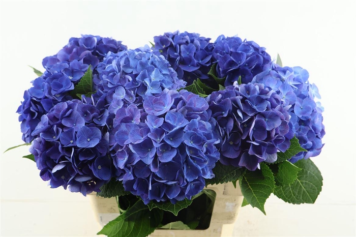 <h4>Hydr M Anne 60-18</h4>