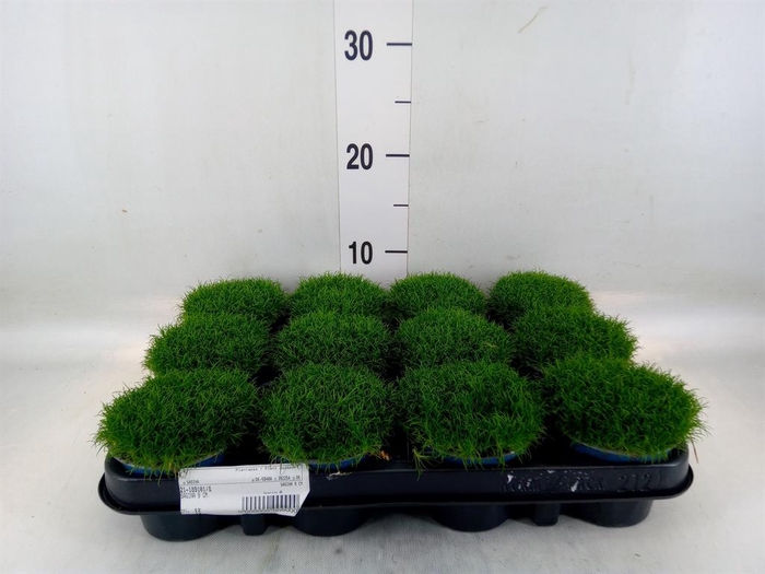 <h4>Sagina subulata</h4>