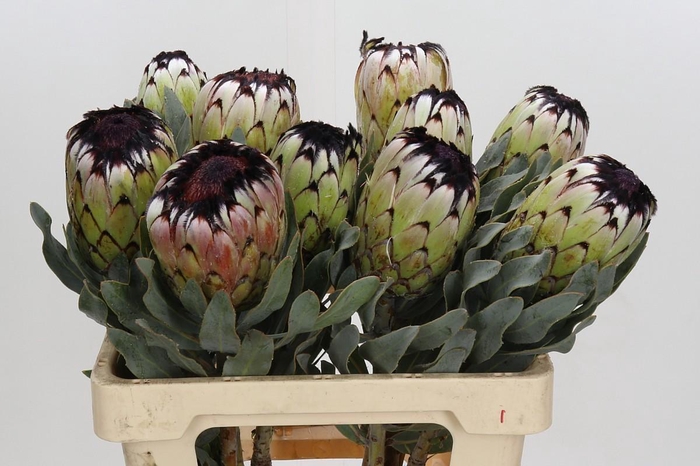 <h4>Protea Niobe</h4>