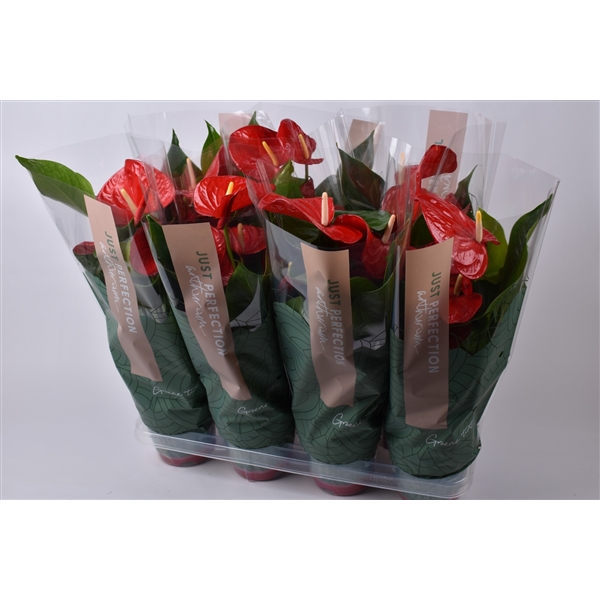 <h4>Anthurium Minnesota "Just Perfection"(XL FLowers)</h4>