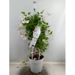 Clematis  'Tsukiko Garland'