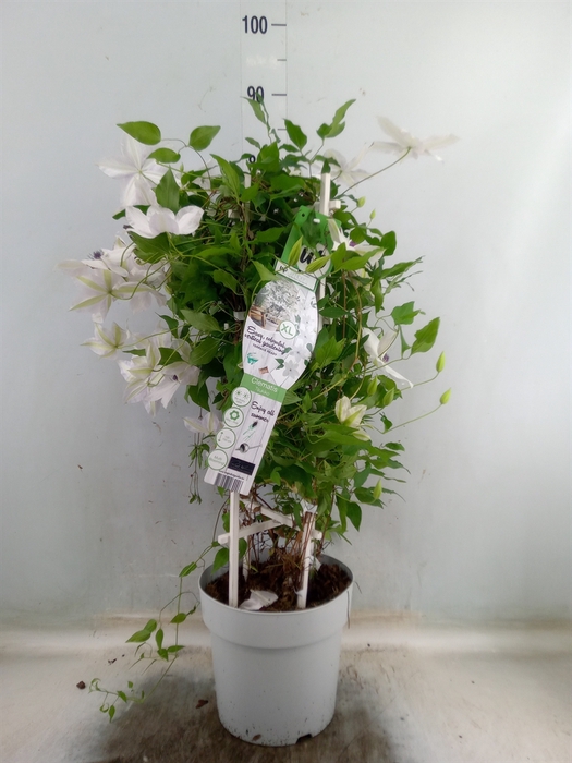 <h4>Clematis  'Tsukiko Garland'</h4>