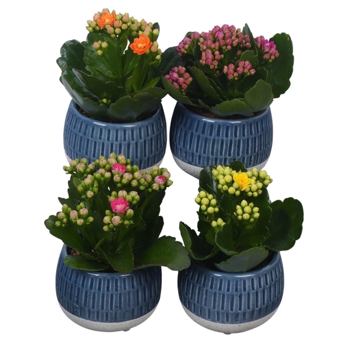 <h4>Arr.    Planten  L%</h4>